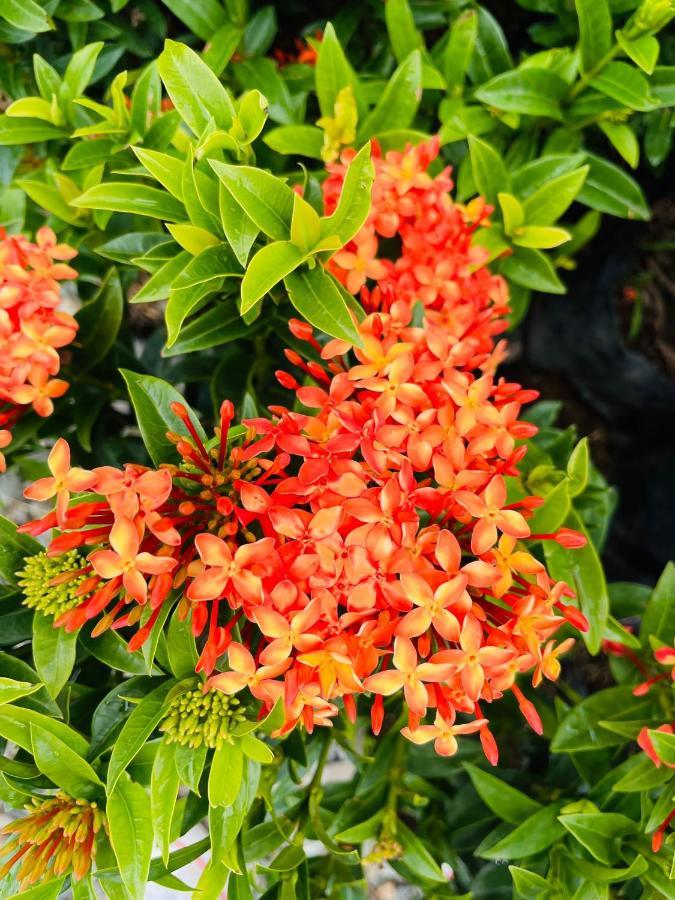 Jardin De Primavera Apartamentos Eksteriør billede